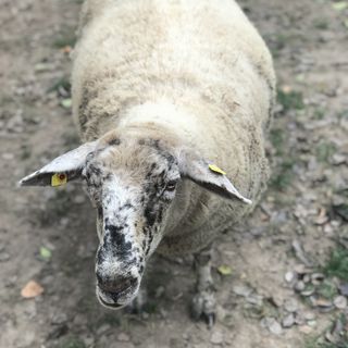 Schaf auf dem Hof