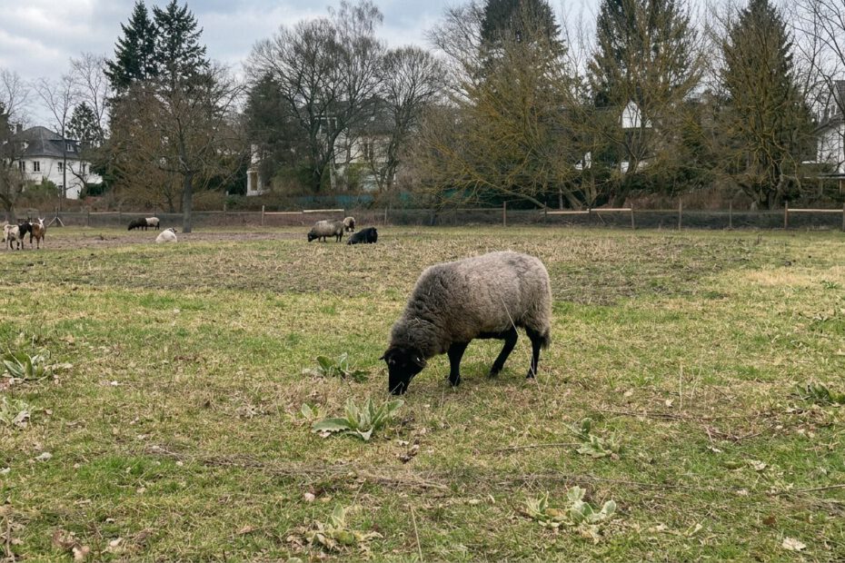Schwarzköpfiges Schaf grast im Frühjahr auf einer Weide – nachhaltige Schafhaltung im DACH-Raum
