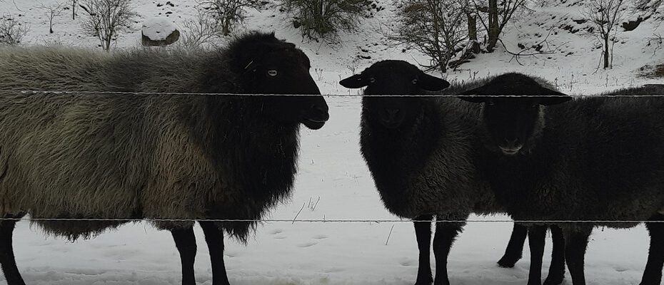 Drei Schafe mit dunkler und grauer Wolle stehen im Schnee hinter einem Zaun.